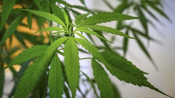 BNN Tolak Ganja Aceh Dilegalkan, Ini Alasannya